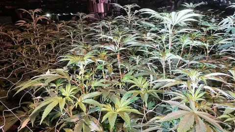 BBC An indoor cultivation setup with rows of tall, leafy cannabis plants under artificial lighting. The plants are tall with broad, serrated green leaves. Overhead, there are multiple lights and structural beams.