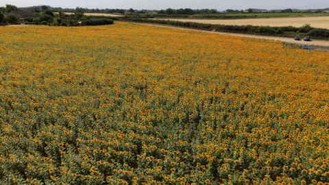 Shaun Whitmore/BBC An aerial view taken by a drone of a 30-acre field of sunflowers at Westgate Farm in Walsingham. The picture is a sea of yellow petalled sunflowers which are hard to individually make out because there are so many.