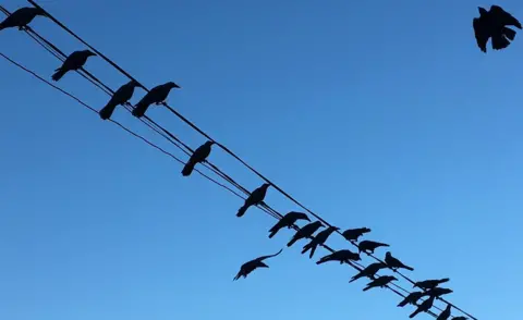 Emily Kasriel Birds silhouetted on an overhead wire