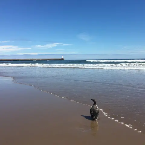 Canon Alan Hughes A single guillemot on Spittal Beach, at the River Tweed estuary