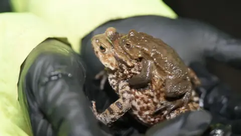 A large toad with brown patches is being held in someone's palms. On top of the large toad is a slimy smaller toad which is gripping onto the larger toad's back.