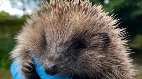 A hedgehog is being held in someone's hand who is wearing blue gloves. Its right paw is resting on their finger.