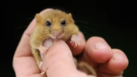 PA Media A close up of a brown dormouse being held
