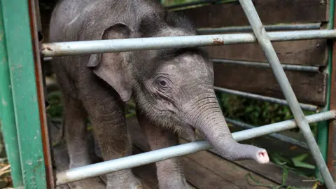 Bébé éléphant de Bornéo Bébé éléphant de Bornéo