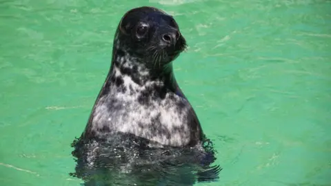 Sea Mammal Research Unit Oisin the seal upright in water. 