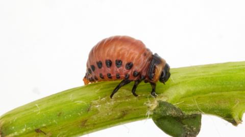 The beetle larvae, which is a reddish brown colour, round and up to about half an inch (15mm) in length. 