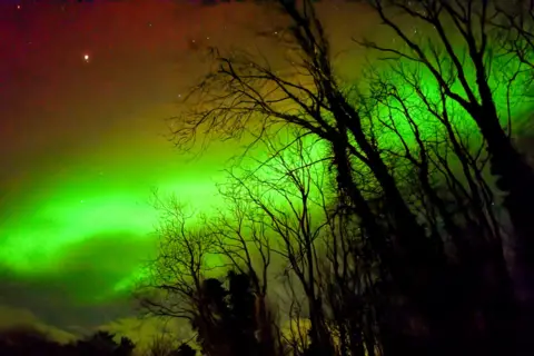 Nick Sanders The streak of bright green crosses the sky. Tall trees are illuminated in silhouette in the foreground.