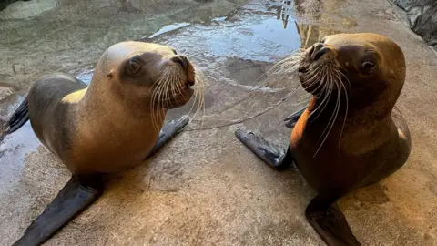 Two sea lions look at each other as they rest in a zoo enclosure. They are both a grey and brown colour with long white whiskers. A puddle of water from a nearby pool for them can be seen behind them. 