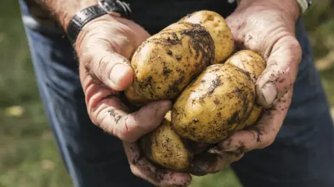 Getty Images Mans hands holding freshly dug up potatoes