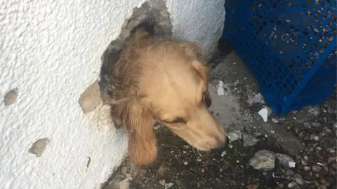 Warwickshire Fire and Rescue Service Alfie stuck