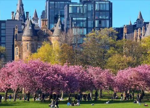 Jamie Neish Pink blossom trees in The Meadows with a combination of old and modern buildings in the background. People are lying on the grass and walking through the park.
