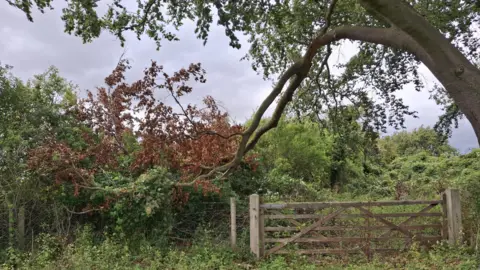Wildlife Trust BCN A tree branch that has collapsed and dropped toward the floor behind a gate. The leaves on the branch have died and gone brown. The tree is surrounded by a green bush.