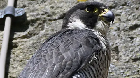 Mick Large Photography A peregrine falcon, in front of a stone wall, with a cable coming down to the left. The bird is photographed side on. 