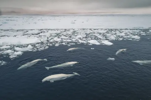 BBC Beluga whales are trapped by sea ice as shifting winds create unstable conditions.