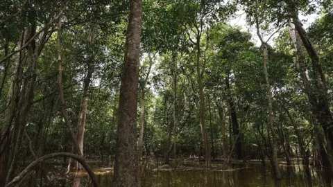 Getty Images Trees in flooding areas, Manaus, Amazonia, Brazil