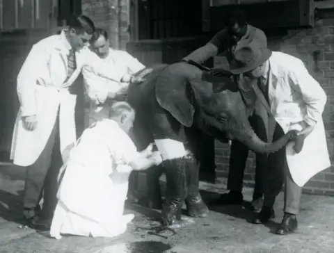 ©ZSL Four men in white overall coats surround an elephant whose height comes up a man's neck in this black and white image. One of the men is kneeled down on the ground attending a white bandage that's on a elephant's front leg. 