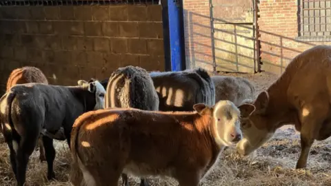 Cows on Andrew Dakin's farm
