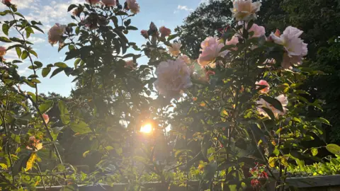 The sun rising through the green stems of a rose bush. There are pink roses on the bush and behind you can see a large green tree. The sun appears as a glowing yellow ball. 