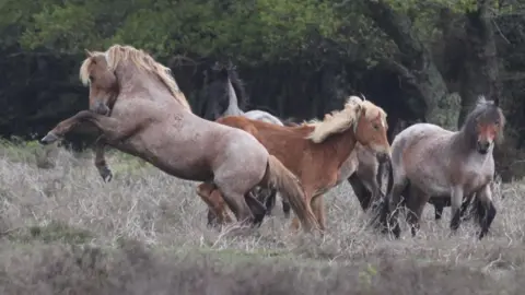 Four horses all brown in colour one to the left rearing up with dense woodland behind them.