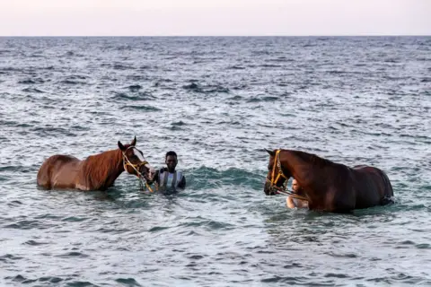 MAHMUD TURKIA / AFP Pria memandikan dua kuda di perairan laut Mediterania di lepas pantai di kota pesisir barat Libya, Misrata, pada 27 Agustus 2024. 