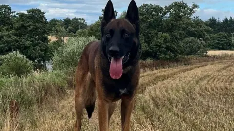 Polisi Anjing Polisi Skotlandia Zeus, seorang malinois Belgia berusia enam tahun, berdiri di ladang berumput-ia memiliki mantel coklat dan hitam, telinga runcing dan lidahnya nongkrong.