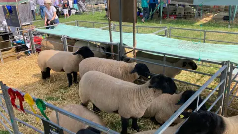 A number of white sheep with black heads and legs in a pen with hay on the floor while people mill about in the background