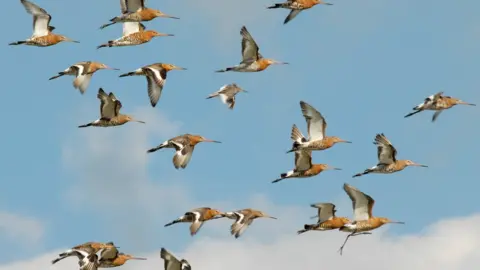 James Lees godwits