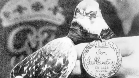 PDSA A black-and-white image of a pigeon with a large medal around its neck. The medal bears the words: "PDSA. For gallantry. We also serve."