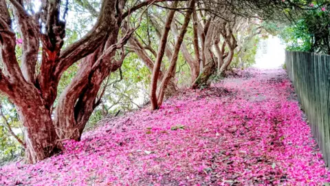 pink petals on a forest path