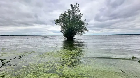 BBC Antrim Lough Shore showing blue-green algae surrounding a tree out in the water