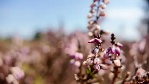 Purple heather stands out against the green of the heathland in a section of Holt Heath not affected by the fire