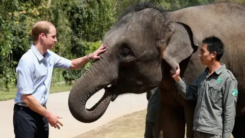 Getty Images Prince William and an elephant