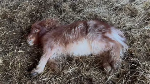 World Horse Welfare Pickle a chestnut pony is shown lying on straw when he was found critically ill and unable to stand. His coat was matted. 