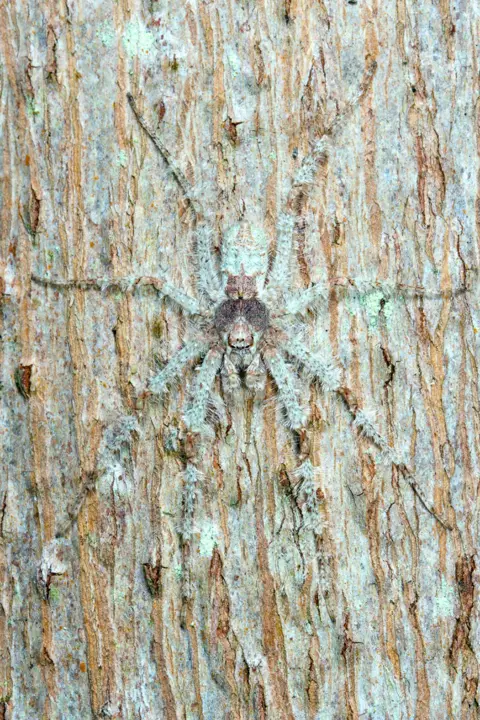 Nature TTL / Caitlin Henderson A large spider camouflaged on tree bark