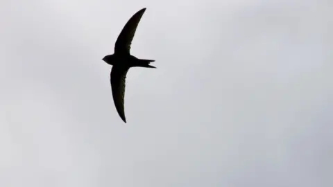 Getty Images A swift in flight against a grey sky