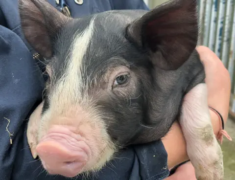 Piglet in Harriet’s arms