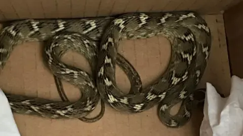 RSPCA Snake in a box