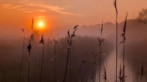 Lucie Johnson Sunrise over a stream. The sky is glowing orange. In the foreground are tall reeds in silhouette.