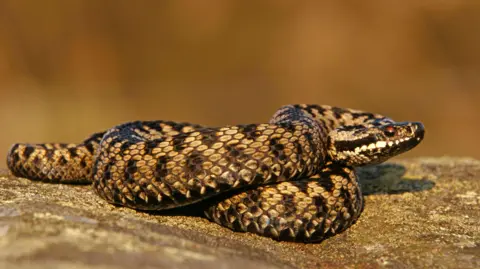 Avalon/Universal Images Group/Getty Images An adder, which is a type of snake on a rock. It has a reddish eye and dark brown scales.