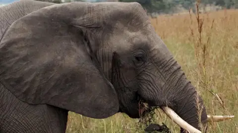Getty Images A close-up side view of an African elephant standing in a grassy savanna landscape. The surrounding environment consists of tall, dry grass with scattered trees and vegetation visible in the distant background.