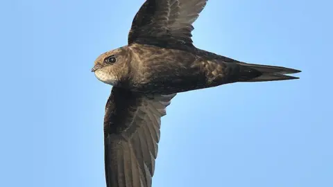 David Moreton A swift in flight