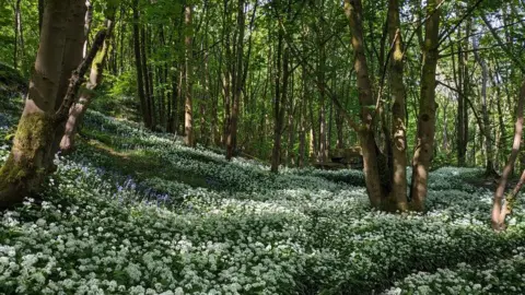 A carpet of white flowers on the ground in a wood