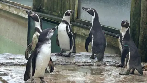 Five Humboldt penguins. They are standing on a rock with a puddle of water in the middle. There is a hut and water behind them.