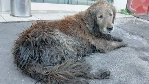 Happy Paws Puppy Rescue A dirty dog with matted fur lies on the ground.