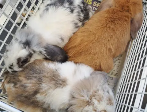 RSPCA Rabbits in a cage