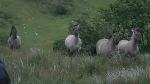 BBC Konik horses