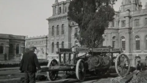 Blenheim Palace Planting mature trees