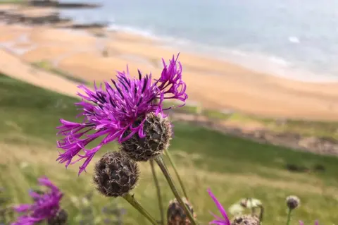 John Watson  A thistle overlooking Earlsferry Bay