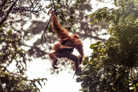 Charlie Dailey The female and infant orang-utan, moments after they had been released into the safe forests of the Janto region.