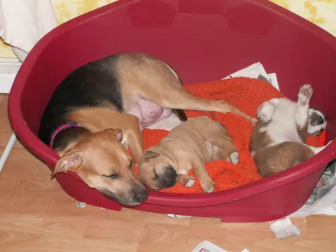 Jacqui Bassett Poppy and two of her puppies